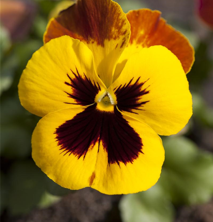 Viola x wittrockiana - Dosch Blumen