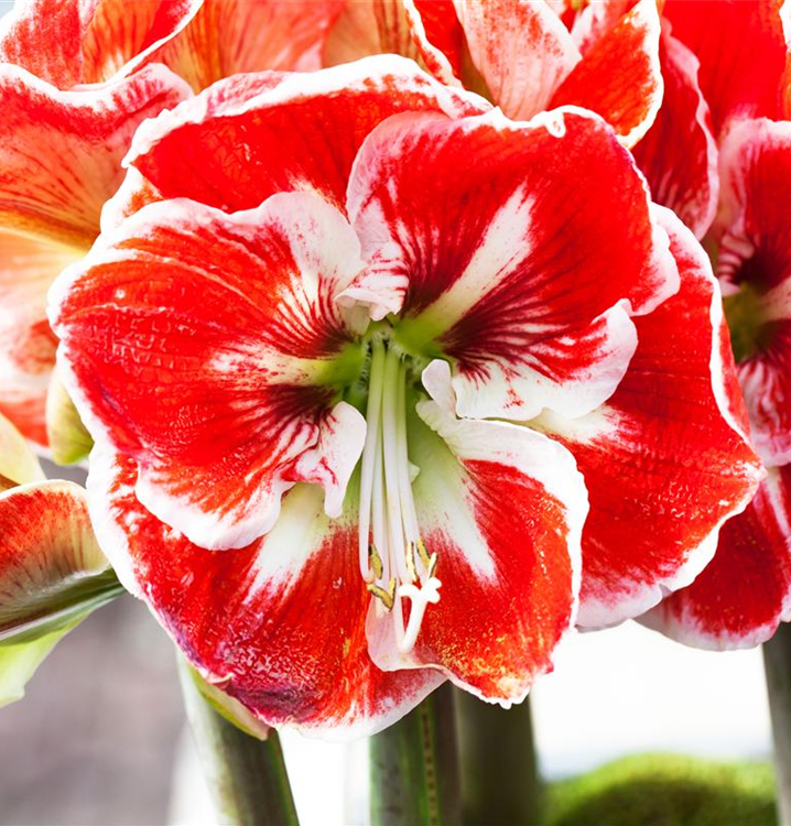Hippeastrum 'Monte Carlo' außergewöhnliche Blumenzwiebel Amaryllis rot-weiß 