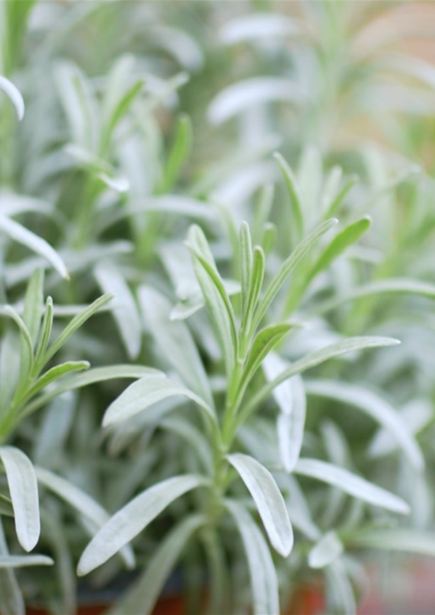 Lavandula angustifolia Dosch Blumen