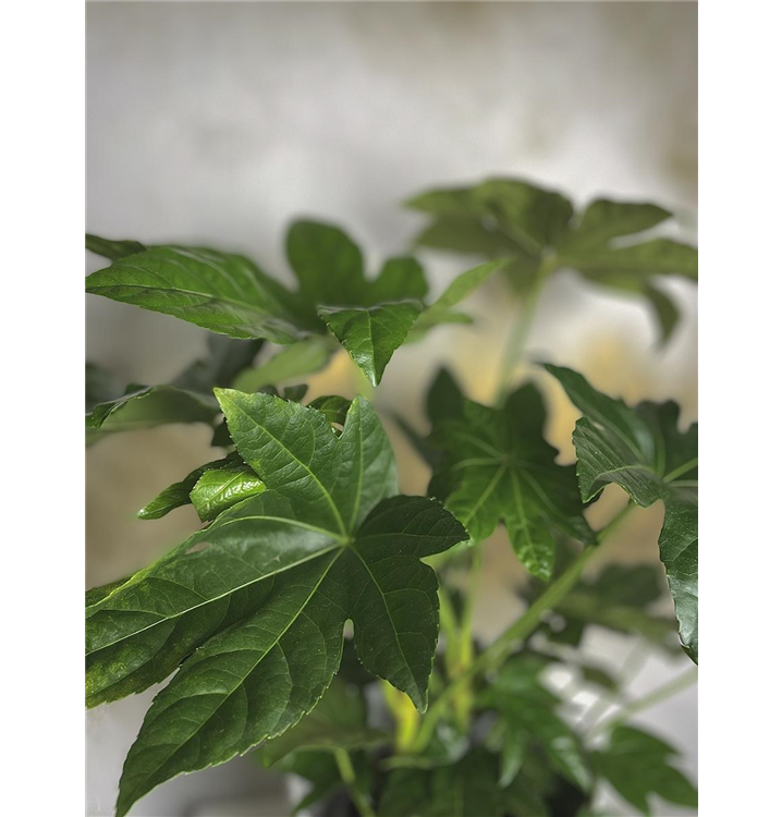 Aralie , Fatsia japonica, Zimmeraralie Dosch Blumen