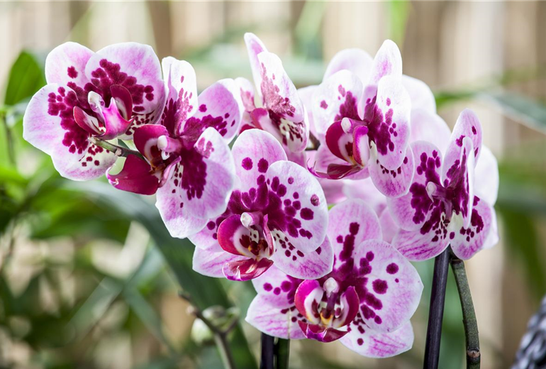 Phalaenopsis