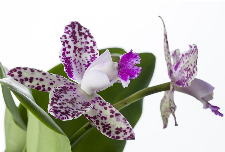 Cattleya