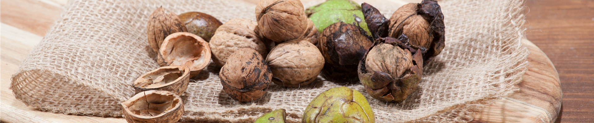 Juglans regia Juglans regia