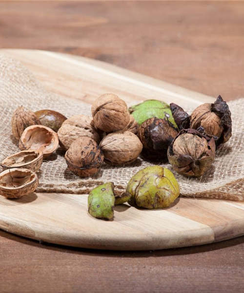 Nüsse und Schalenfrüchte aus Ihrem Garten Nüsse und Schalenfrüchte aus Ihrem Garten