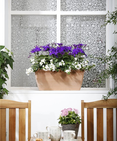 Der Winter wird grün: Winterharte Pflanzen für den Balkon Der Winter wird grün: Winterharte Pflanzen für den Balkon