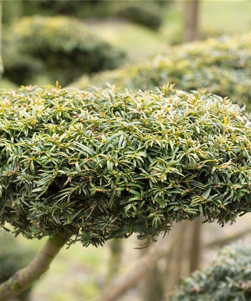 Koniferen schmücken das ganze Jahr