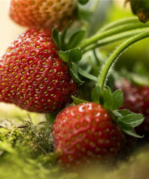 Erdbeeren – rot, rund und richtig lecker!