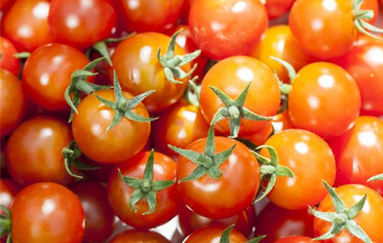 Die Tomate - Aroma, Schönheit und Genuss in eins Die Tomate - Aroma, Schönheit und Genuss in eins