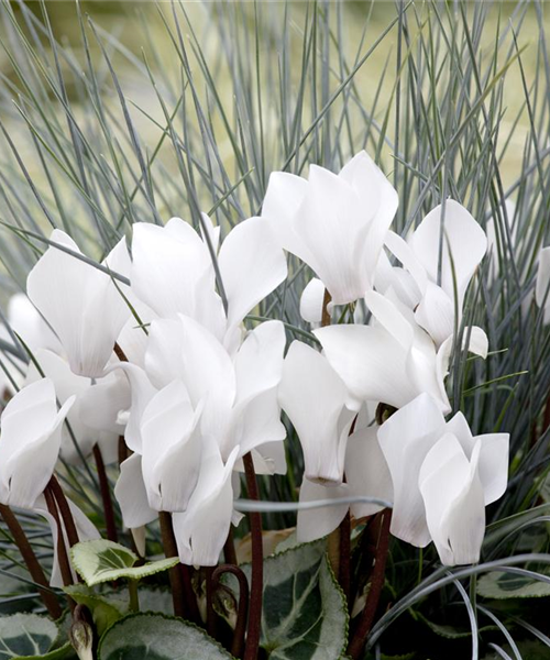 Alpenveilchen: Drinnen und draußen