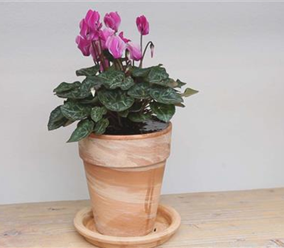 Alpenveilchen - Einpflanzen in ein Gefäß Alpenveilchen - Einpflanzen in ein Gefäß