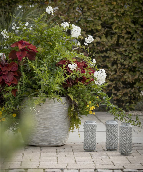 Kübel winterfest machen Kübel winterfest machen