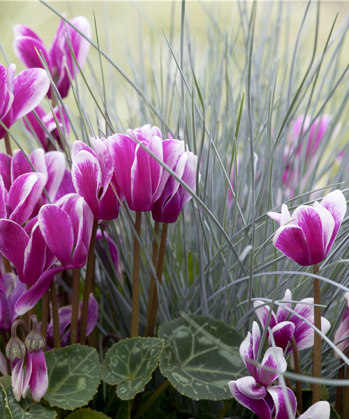 Alpenveilchen, zeitlose Klassiker 