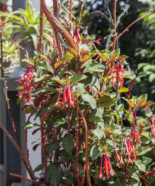 Winterschlaf für Geranien und Fuchsien Winterschlaf für Geranien und Fuchsien