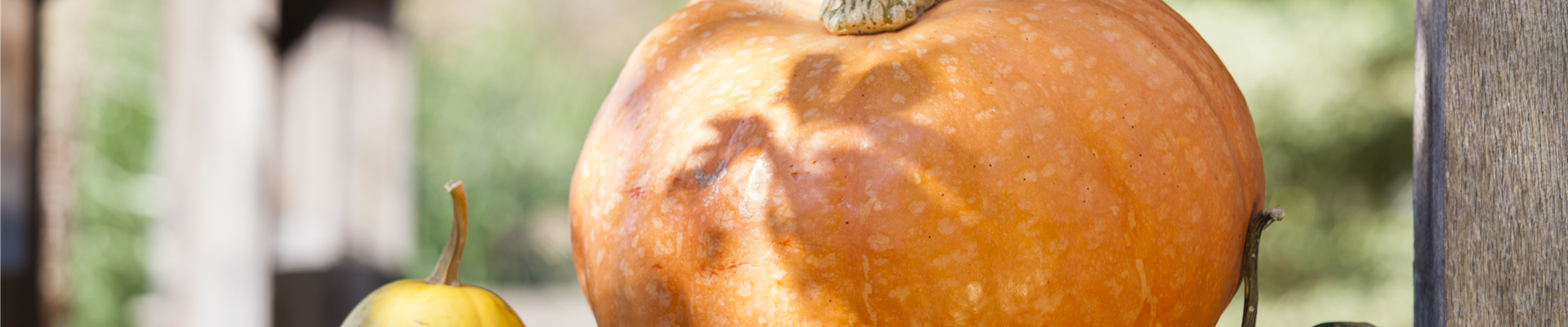 Cucurbita maxima Cucurbita maxima