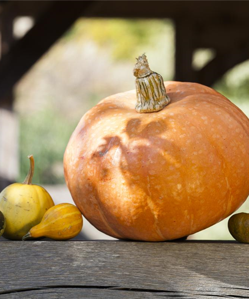 Kürbisernte Kürbisernte