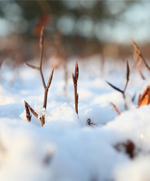 Den Garten winterfest machen Den Garten winterfest machen
