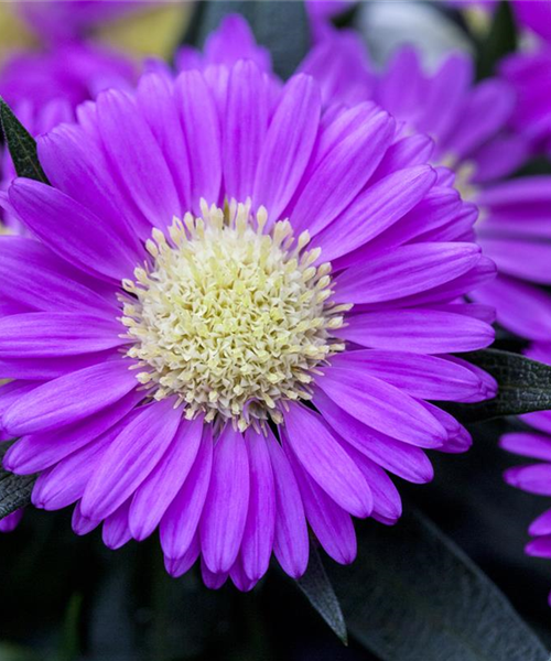 Astern – Die Stars in Ihrem Garten