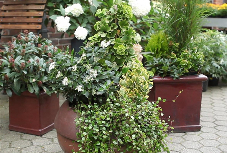 Blumenkübel - Dauerhafte Bepflanzung (Anleitung - 8)