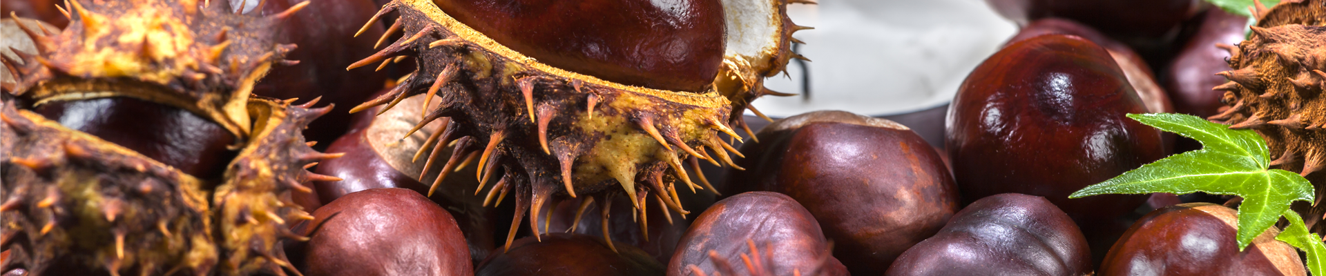 Aesculus hippocastanum Aesculus hippocastanum