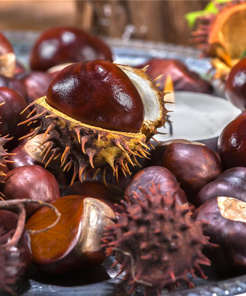Gartenarbeiten vor dem Winter - schützen und säubern Gartenarbeiten vor dem Winter - schützen und säubern