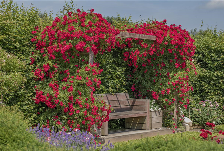 Kletterrose, rot