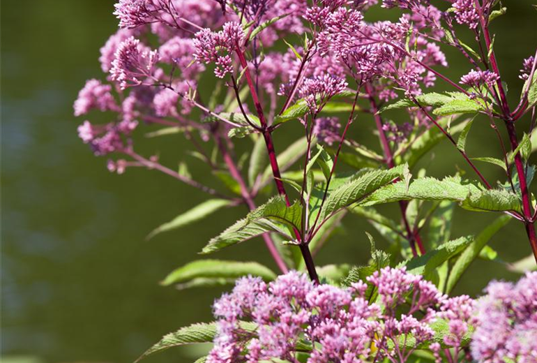 Eupatorium fistulosum 'Humble'