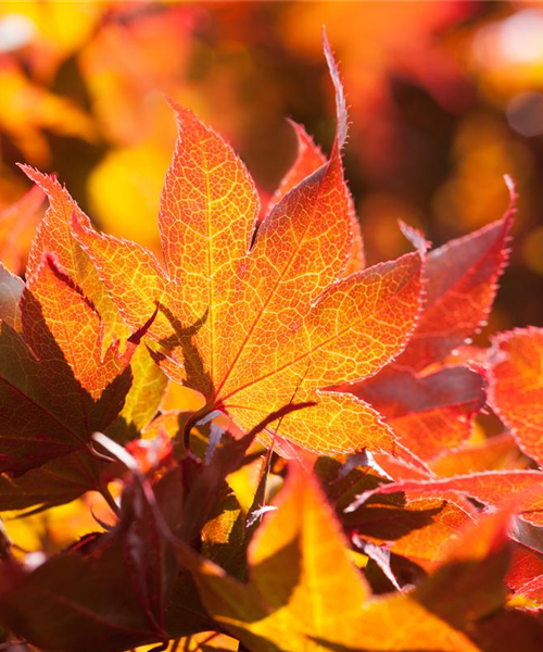 Der herbstliche Garten schön in Form Der herbstliche Garten schön in Form