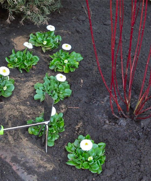 Gänseblümchen - Einpflanzen im Garten