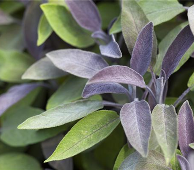 Gartensalbei verschiedene Varianten