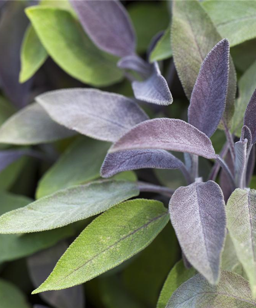 Gartensalbei verschiedene Varianten Gartensalbei verschiedene Varianten