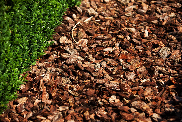 Buxus sempervirens var. arborescens