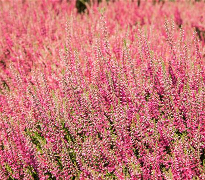 Besenheide verschiedene Varianten