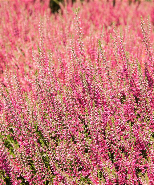 Besenheide verschiedene Varianten Besenheide verschiedene Varianten