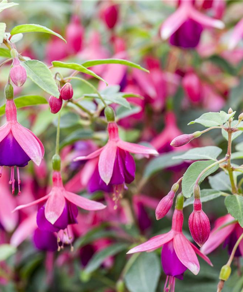 Fuchsien als Blickfang