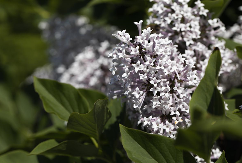 Syringa meyeri 'Palibin'