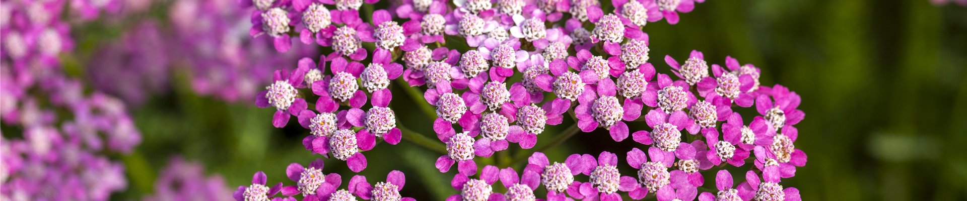 Achillea millefolium 'Lilac Beauty'