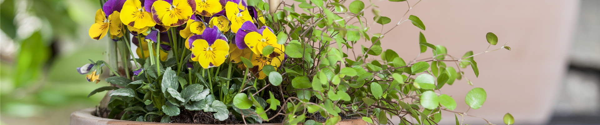 Viola cornuta Viola cornuta