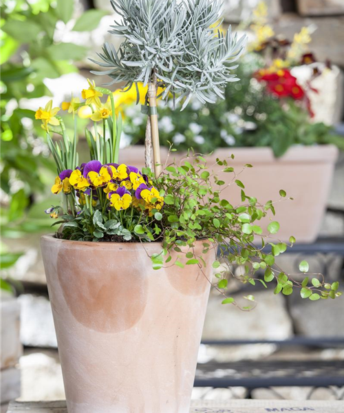 Blumenzwiebeln – einpflanzen in ein Gefäß