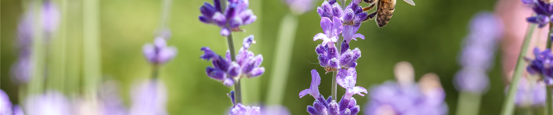 Lavandula mit Biene Lavandula mit Biene