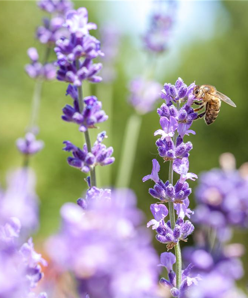 Wellness für die Nase: Düfte für Beet und Beauty Wellness für die Nase: Düfte für Beet und Beauty