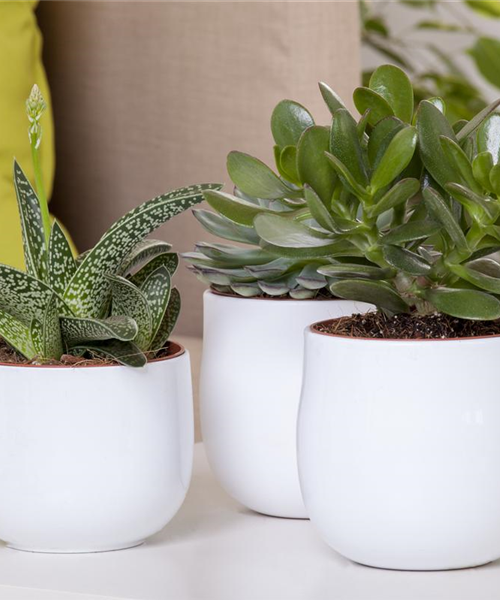 Aloe Vera - die Pflanze, die schön macht