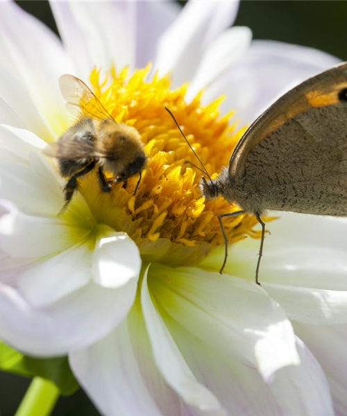 Frühblüher – das Frühlingsbuffet für Biene und Co.