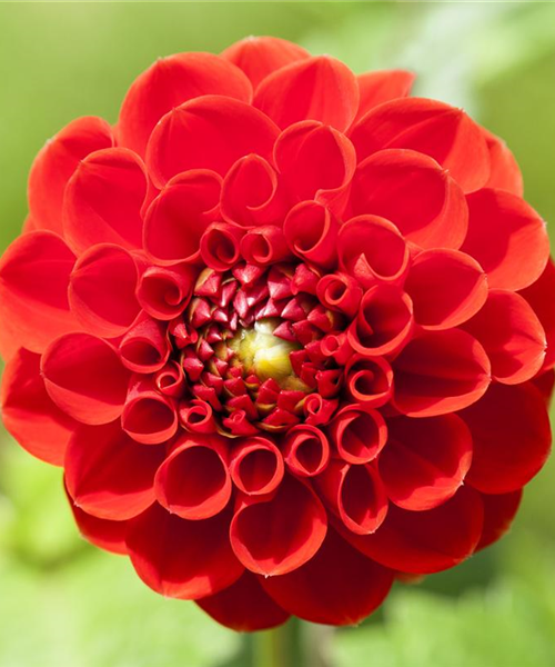 Dahlien – Blütenzauber im Sommer