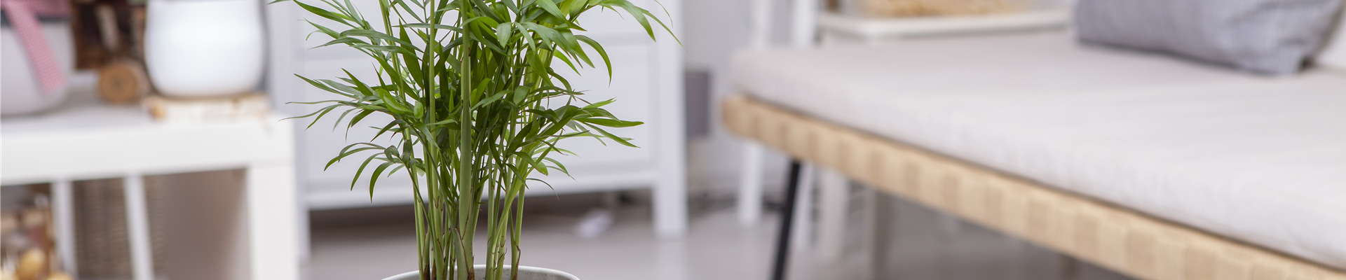 Chamaedorea elegans Chamaedorea elegans