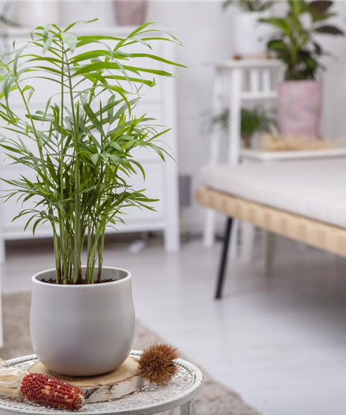 Wie versorge ich Zimmerpflanzen während eines kurzen Urlaubs?