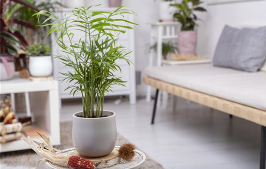 Wie versorge ich Zimmerpflanzen während eines kurzen Urlaubs? Wie versorge ich Zimmerpflanzen während eines kurzen Urlaubs?