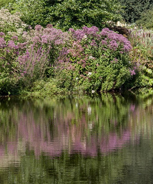 Natürliche Algenbekämpfung im Teich