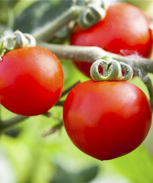 Tomatenrausch - So gelingen Anzucht, Kultur und Ernte