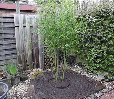 Bambus - Einpflanzen im Garten Bambus - Einpflanzen im Garten