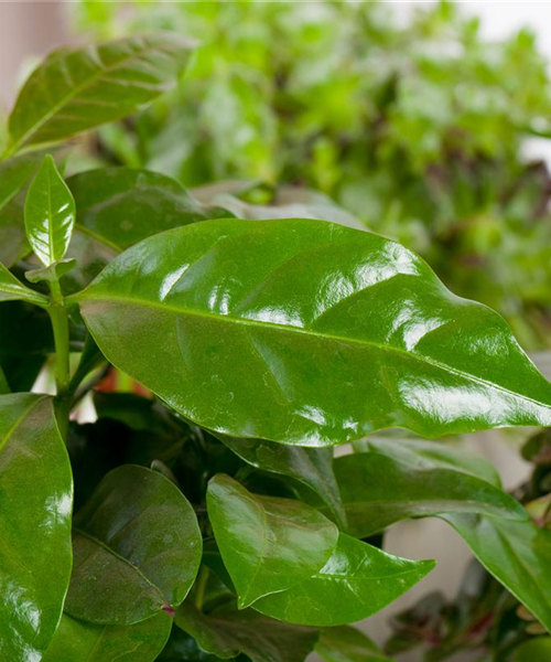 Eigener Kaffee aus dem Garten – das ist möglich